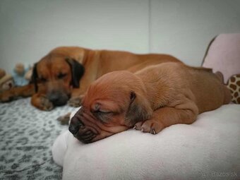 Rhodesian ridgeback- fenka s PP - 7