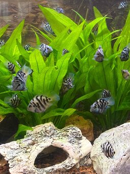 Blue parrot cichlidka - 7