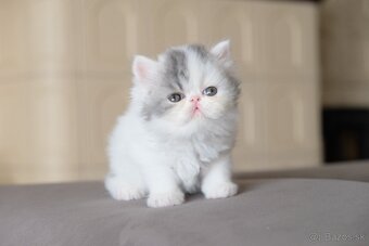 Exotické / perzské mačiatka s PP - 7