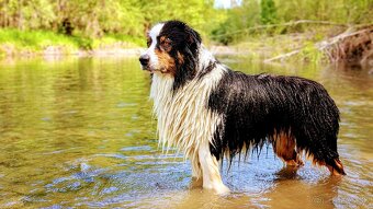 Austrálsky ovčiak - krytie, PP - 7