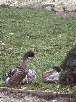 Indické bežce - káčery - 7