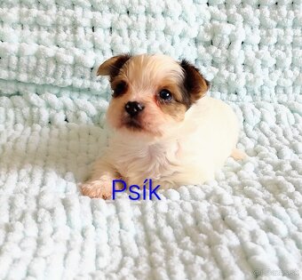 Yorkshire terrier - 7