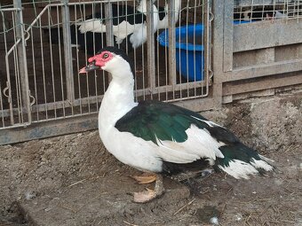 Pižmový káčer - 7