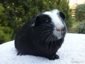 Morčiatka s rodokmeňom - 7