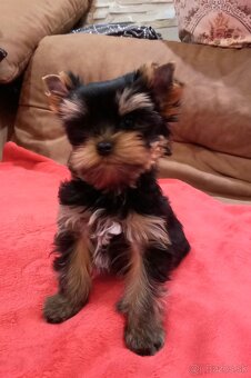 YORKSHIRE TERRIER - psík s PP - 7