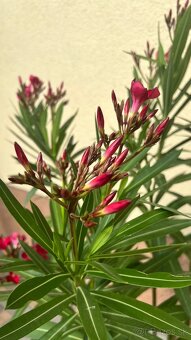Krásny oleander cyklaménovej farby - 7