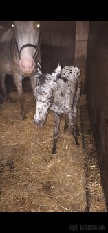 prípúštanie Appaloosa žrebcom - 7