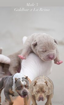 ŠTENIATKA AMERICAN BULLY XL/XXL - 7