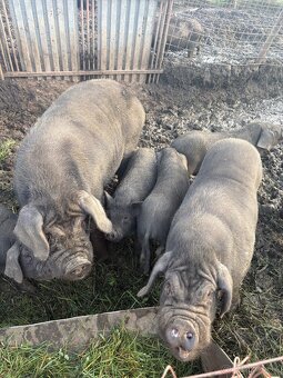 Predám prasa - 7