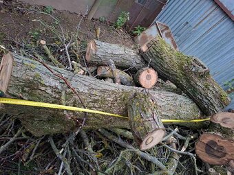 Orechové drevo – kvalitný, hrubý kmeň - 7