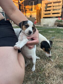 Jack Russell Terier Tricolor - 7