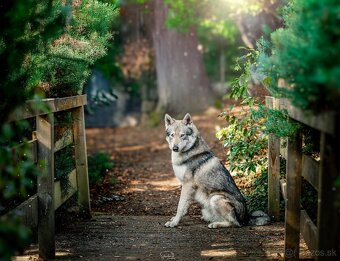 Saarloosov vlčiak - 7