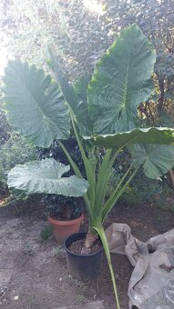 Vavrinovec lekarsky - 7