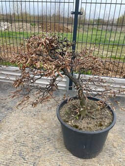 Predám yamadori - 7
