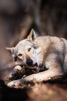 Československý vlčiak šteniatka s PP - 7