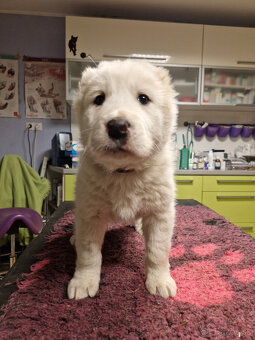 Stredoázijský ovčiak SAO s PP - 7