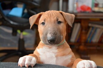 Standard bullterrier ihneď k odberu - 7