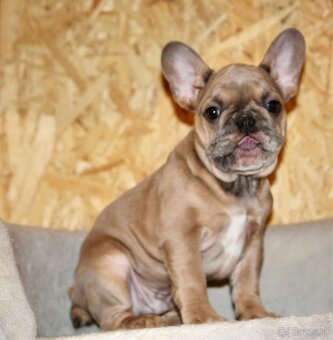 Francúzsky buldoček s PP - 7