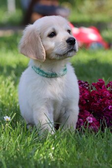 Zlatý retriever/ Golden retriever - 7
