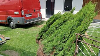 Tuja Smaragd, vavrínovec, červienka - Dolný Kubín, Ružombero - 7