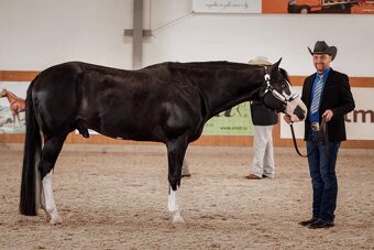 American Paint Horse kobylka frame overo - 7