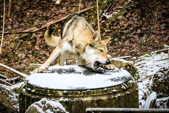 Československý vlčiak šteniatka s PP - 7