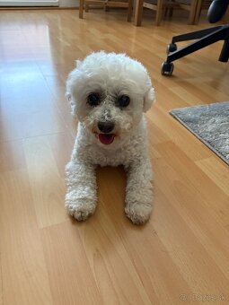 Stráženie psov a mačiek - 7