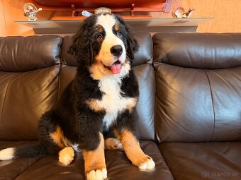 Šteniatko s PP - Bernsky salašnícky pes - 7