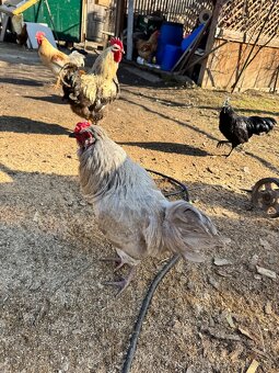 Predám kohútov - 7