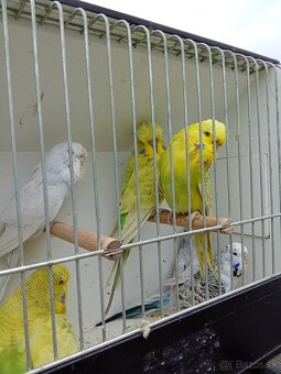 Vystavne andulky,duhove andulky - 7