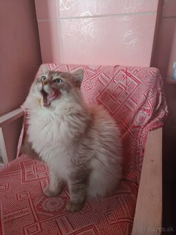 Kocúr ragdoll na krytie - 7