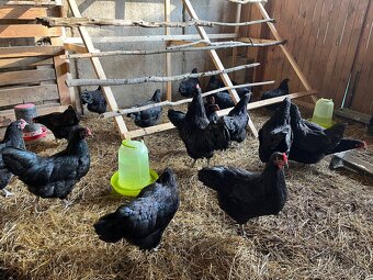 Ošetrovateľ zvierat - farmár - 7