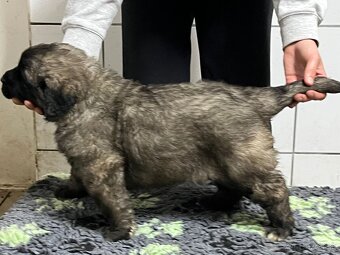 Leonberger s PP - 7