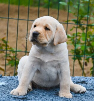 Labrador steniatka s PP - 7