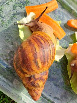 ARCHACHATINA MARGINATA OVUM NIGERIA DARK BODY - 7
