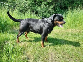 Rotvajler,rottweiler,RTV, šteniatka rottweilera - 7