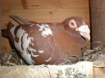 Predám poštové holuby - 7