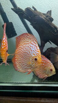 Discus, terčovce, Diskus 8 kusov - 7