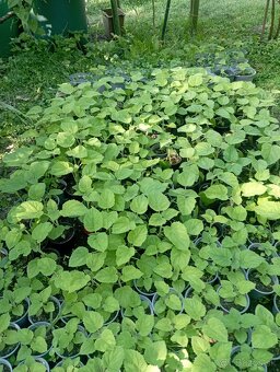 Predám sadenice paulownie - 7