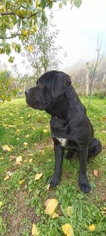 Cane Corso - Pes - 7