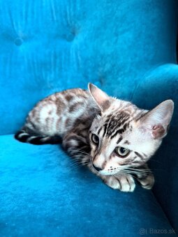 Bengalsky kocúrik - 7
