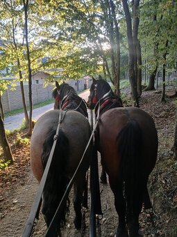 Predám ťažného valacha. - 7