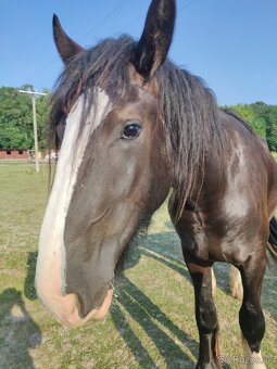 SHIRE HORSE PREDAJ/ VÝMENA - 7