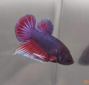 Bojovnica, betta, samec - 7