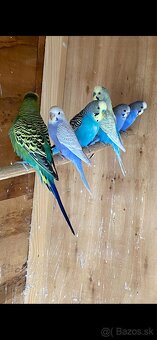 Mladé andulky rôznych farieb - 7