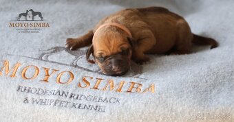 Rhodesian ridgeback/Rhodezsky ridgeback s PP - 7