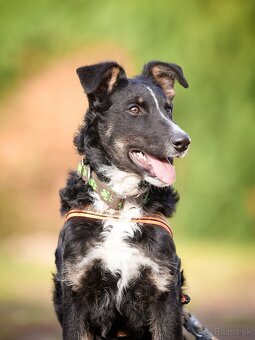 Darujem šikovné aktívne kučeravé šteniatko- mix border kólia - 7