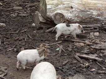 Vietnamské prasiatka 2 - 7