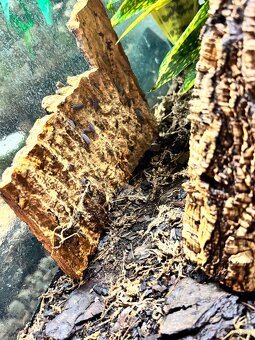 Predám terárium ZooMed s PAGEKONÓM RIASNATÝM (samec) - 7