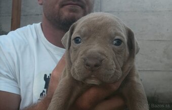 American bully - ch.s. Family Muscle Bullies - 7